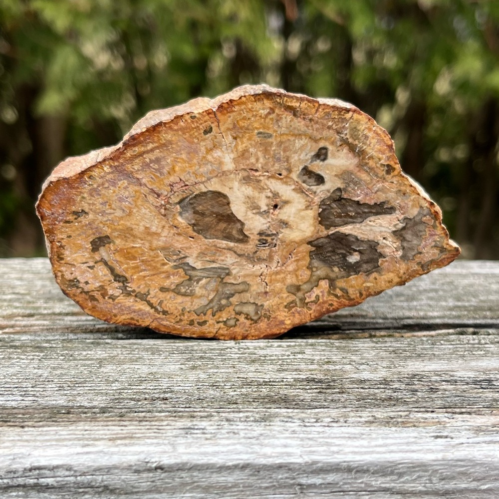 Natural Petrified Wood Slice
